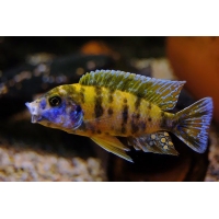 Aulonocara Calico Aulonocara Calico